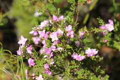 Boronia microphylla