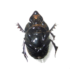 Phalops wittei