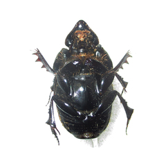 Phalops wittei