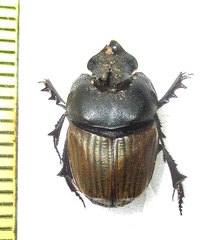 Phalops wittei