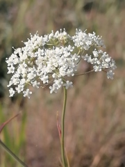 Cnidium