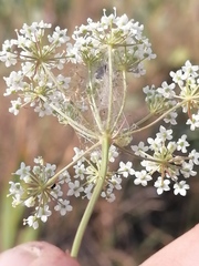 Cnidium