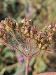 Cnidium