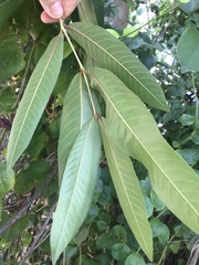 Terminalia arjuna