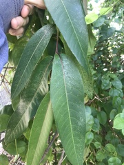 Terminalia arjuna