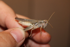 Melanoplus packardii