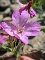 Epilobium siskiyouense