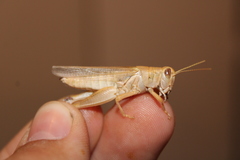 Melanoplus packardii