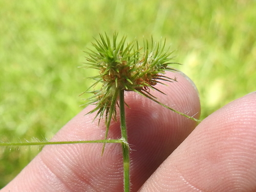 Image of Fuirena squarrosa by (c) Sam Kieschnick, some rights reserved (CC BY)