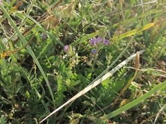 Oxytropis glabra