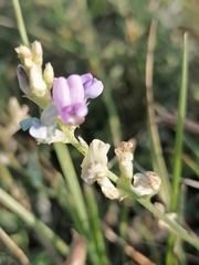 Oxytropis glabra