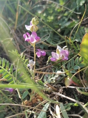 Oxytropis glabra