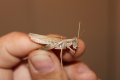 Melanoplus packardii