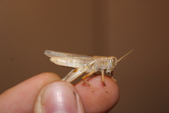 Melanoplus packardii