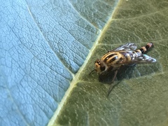 Thereva fucatoides