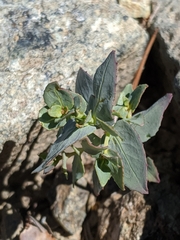 Epilobium siskiyouense