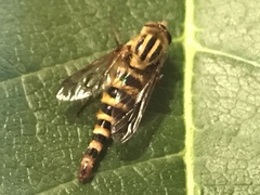 Thereva fucatoides