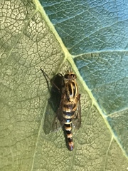 Thereva fucatoides