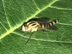 Thereva fucatoides
