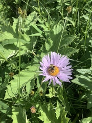Sericomyia flagrans