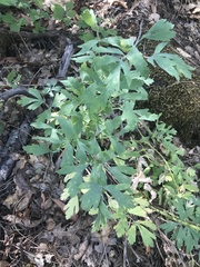 Lomatium californicum