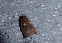 Planotortrix excessana