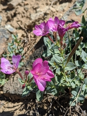 Epilobium siskiyouense