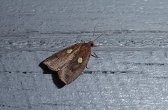 Planotortrix excessana