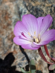 Epilobium siskiyouense