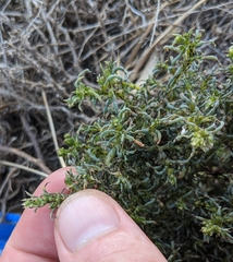 Salsoleae