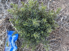 Salsoleae