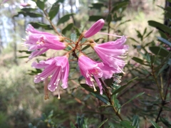 Bejaria