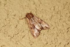 Apamea atrosuffusa