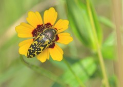 Acmaeodera