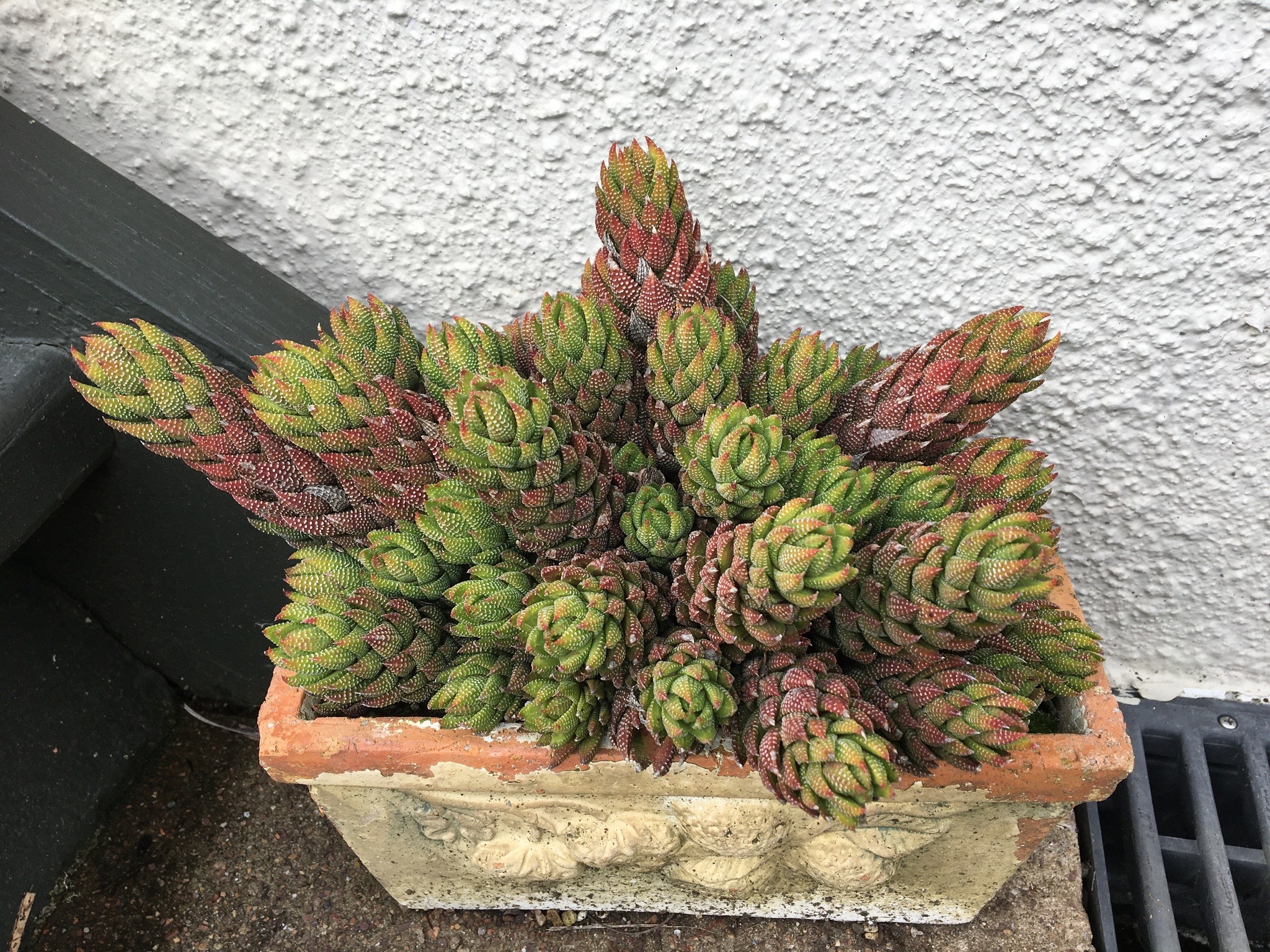 Photos of Crowded Haworthia (Haworthiopsis coarctata) · iNaturalist