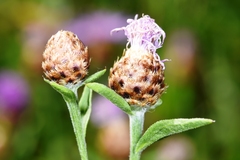 Centaurea × gerstlaueri
