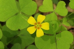 Oxalis grandis