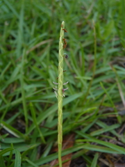 Eremochloa ophiuroides