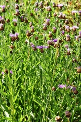 Centaurea × gerstlaueri