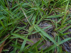 Eremochloa ophiuroides