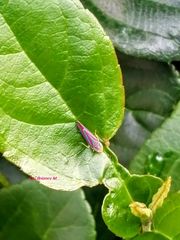 Graphocephala idonea