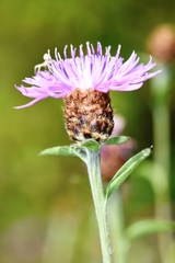 Centaurea × gerstlaueri