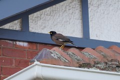 Acridotheres tristis