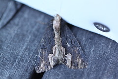 Dypterygia scabriuscula