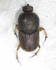 Euoniticellus intermedius