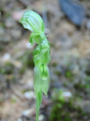 Pterostylis smaragdyna