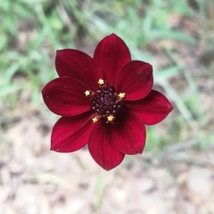 Cosmos concolor