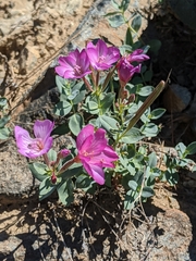 Epilobium siskiyouense