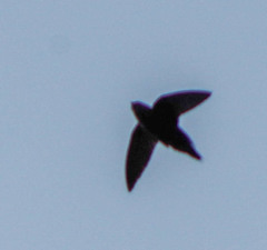 Chaetura cinereiventris