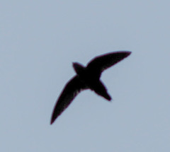 Chaetura cinereiventris
